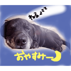 [LINEスタンプ] Wankochann