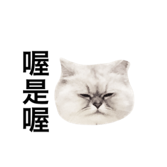 [LINEスタンプ] DD CAT v.1