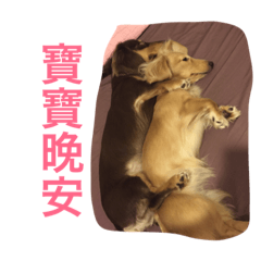 [LINEスタンプ] ChocolateCream longhaired dachshund life