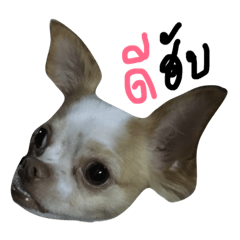 [LINEスタンプ] Boeingthedog