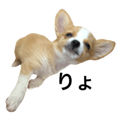 [LINEスタンプ] 愛犬ポン