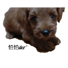 [LINEスタンプ] This is DiDi 2