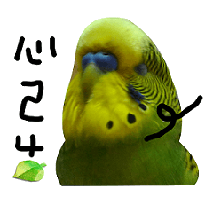 [LINEスタンプ] chick kuo pi pi