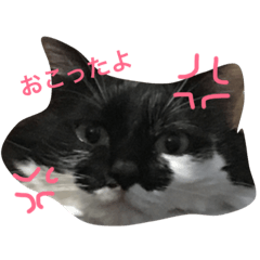 [LINEスタンプ] みけとら