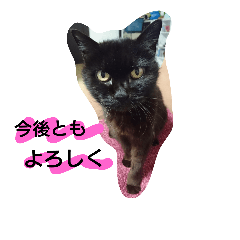 [LINEスタンプ] 黒猫あずきちゃん！