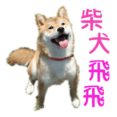 [LINEスタンプ] かわいい柴犬 - FeiFeiの画像（メイン）