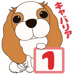 [LINEスタンプ] キャバリア犬♪ブレンハイム(白多め)1