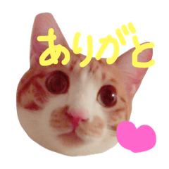 [LINEスタンプ] ちびにゃんスタンプ2