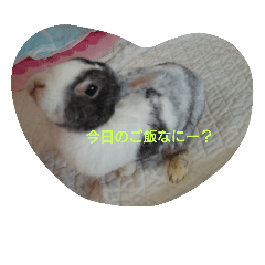 [LINEスタンプ] うさぎのセキネちゃん