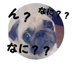 [LINEスタンプ] パグ犬のつぶやき