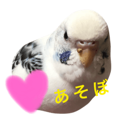 [LINEスタンプ] インコちゃんず