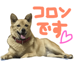 [LINEスタンプ] 飼い犬コロン