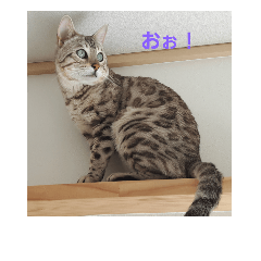 [LINEスタンプ] 猫の一言。