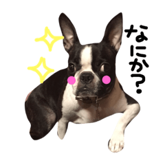 [LINEスタンプ] おてんばなボストンテリア。