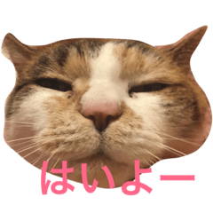 [LINEスタンプ] noharaanimalsの画像（メイン）