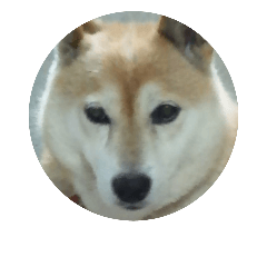 [LINEスタンプ] もっと柴犬はち