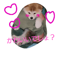 [LINEスタンプ] akita dog kotaro5