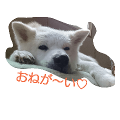 [LINEスタンプ] akita dog kotaro4