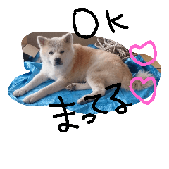 [LINEスタンプ] 秋田犬 幸太郎3