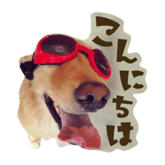 [LINEスタンプ] 愉快な三兄弟