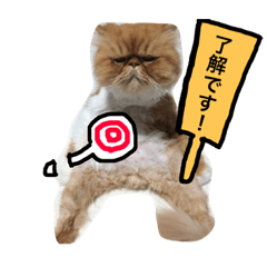 [LINEスタンプ] ぶさ猫エキゾの実写スタンプ