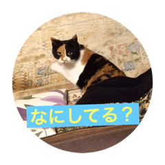 [LINEスタンプ] Neko Biyori