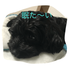 [LINEスタンプ] まめごま