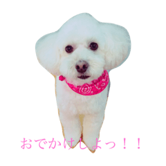 [LINEスタンプ] 毎日ベルちゃん