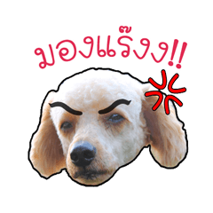 [LINEスタンプ] Mapets