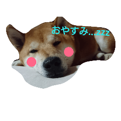 [LINEスタンプ] My dog is SORA.One day.