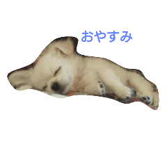 [LINEスタンプ] まるちゃん1