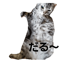 [LINEスタンプ] リアルな可愛い猫:2