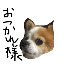 [LINEスタンプ] チワワのピース