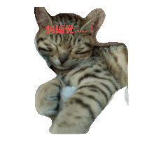 [LINEスタンプ] dag cat