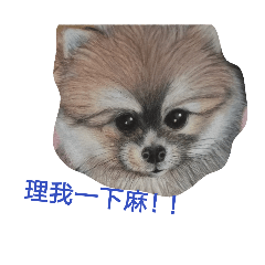 [LINEスタンプ] Pomeranian good