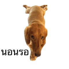 [LINEスタンプ] Dachshund MB