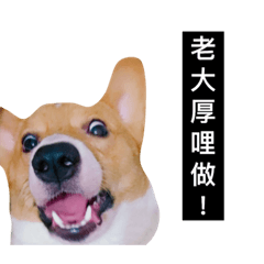 [LINEスタンプ] Corgi's simple everyday