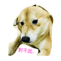 [LINEスタンプ] shiba dog www！