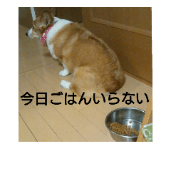 [LINEスタンプ] コーギー犬のうーぴー