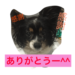 [LINEスタンプ] このみ家のわんこ