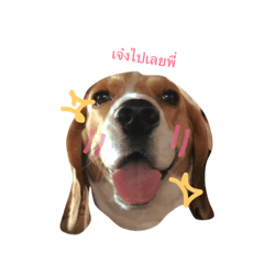 [LINEスタンプ] Homdang The Beagle