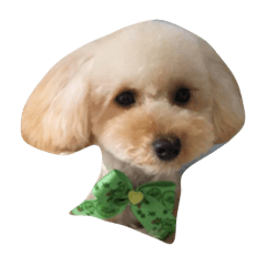 [LINEスタンプ] toy poodle 1 yr old