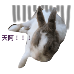 [LINEスタンプ] Pet Rabbit-2