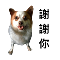 [LINEスタンプ] dogs daily life 1