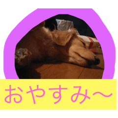 [LINEスタンプ] いぬのもみじちゃん1