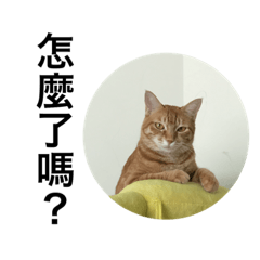 [LINEスタンプ] Stupid Orange Cat