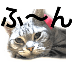 [LINEスタンプ] 気ままな猫達4だよ