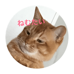 [LINEスタンプ] 猫とちー