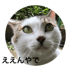 [LINEスタンプ] いろいろなねこスタンプ