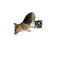 [LINEスタンプ] CORGI KUDI